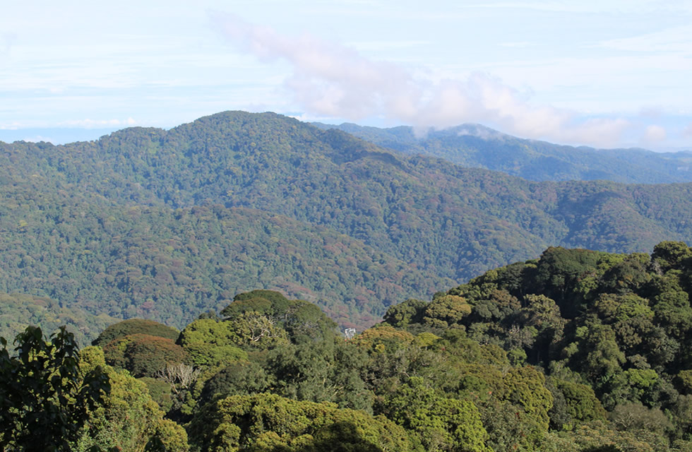 Nyungwe Forest, the Primates Haven in Rwanda