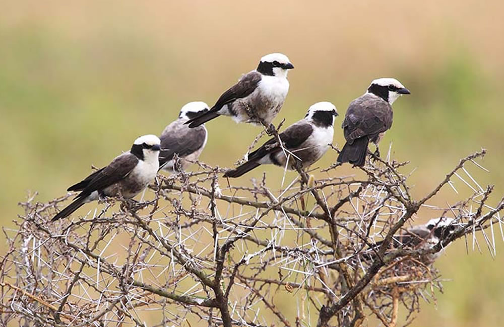 Best Bird Watching Spots in Tanzania