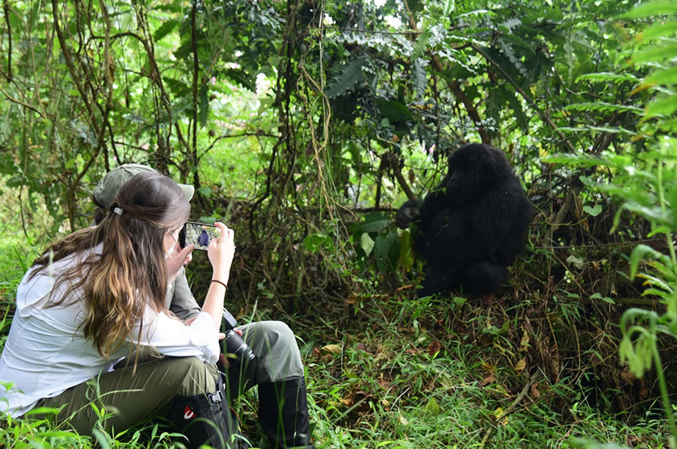 How to Go Gorilla Trekking on Budget