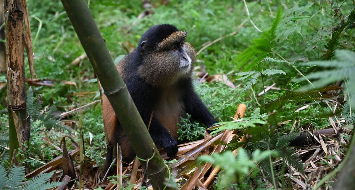 Golden Monkey Tracking in Uganda